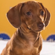 Illustration for article titled The Most Shocking Scandals of the 2013 Puppy Bowl